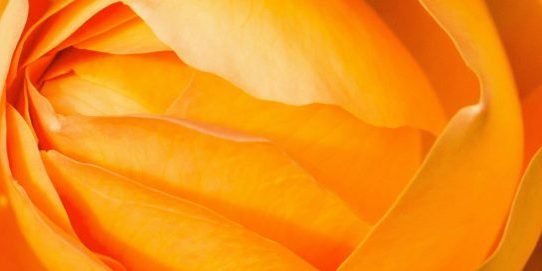 Lust und Wissen, Header, Body Dearmoring, Entpanzern, eine Blüte