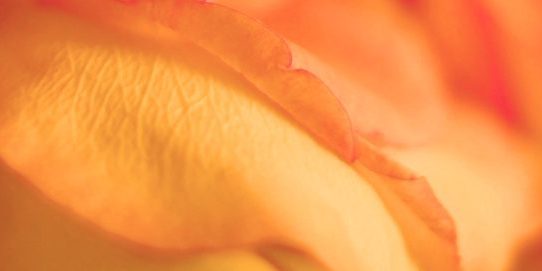 Lust und Wissen, Chuluaqui Quodoushka, Rose