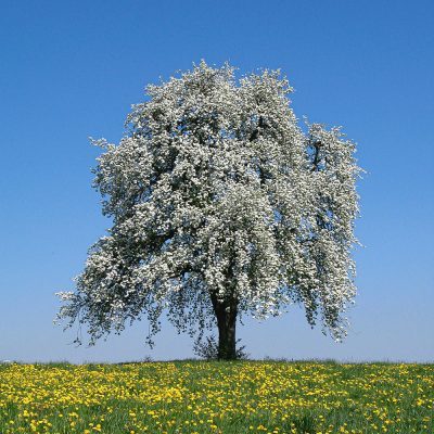 Lust und Wissen - blühender Baum